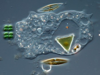  Mayorella with algae in food vacuole 