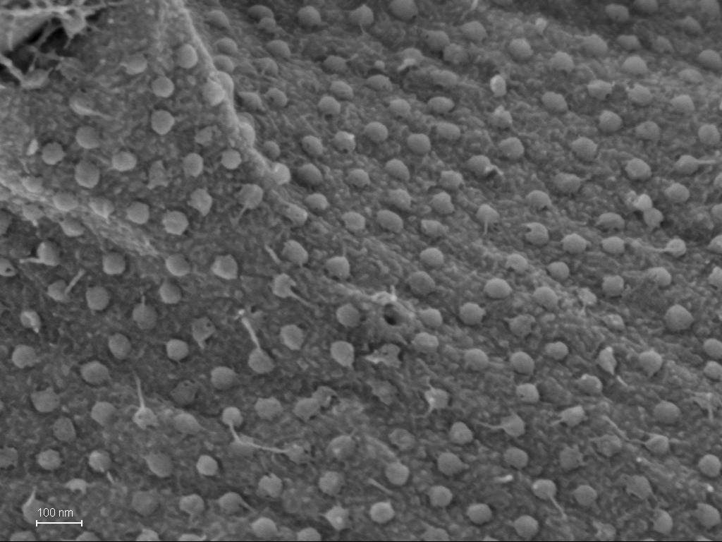  Pseudoparamoeba microlepis 