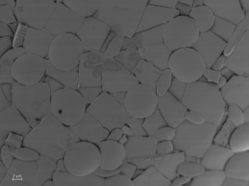 Longinebela tubulosa, test details with recycled euglyphid shell plates 